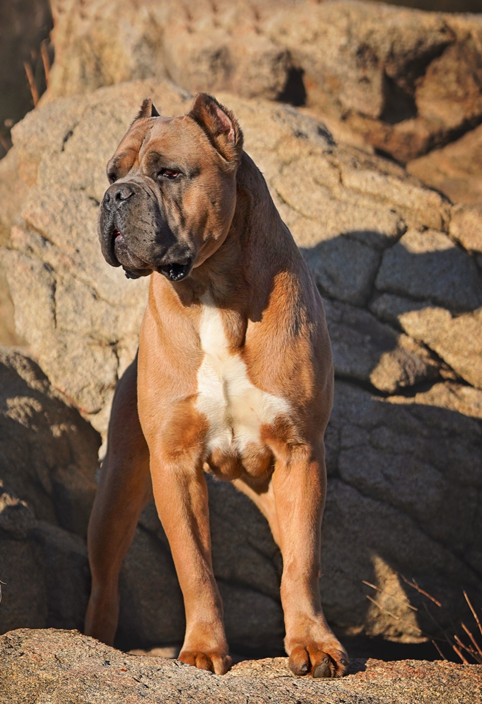 Big Pun — Cane Corso