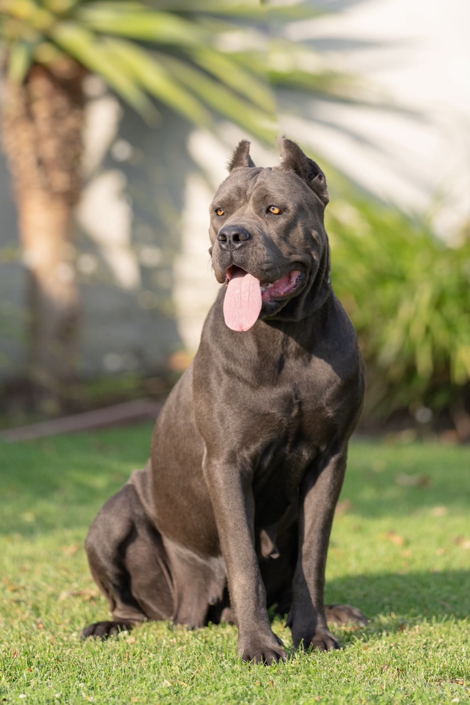 DK Glacier — Cane Corso