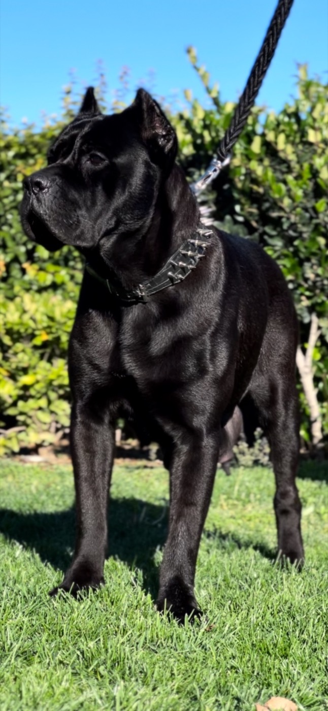DK Kneival — Cane Corso