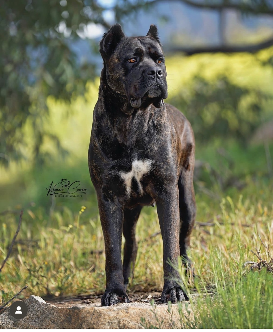 DK Major — Cane Corso