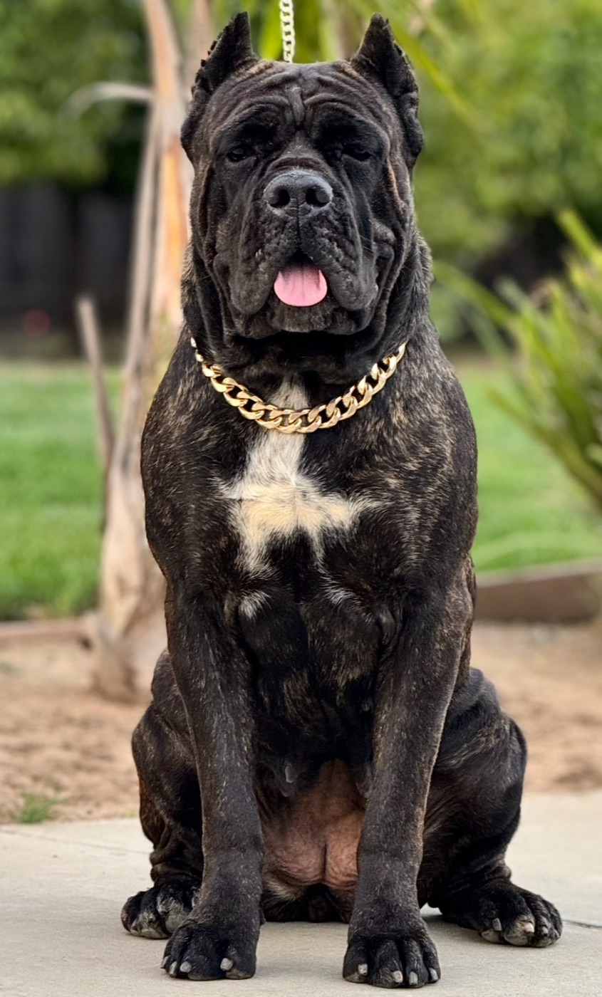 DK Nikita — Cane Corso