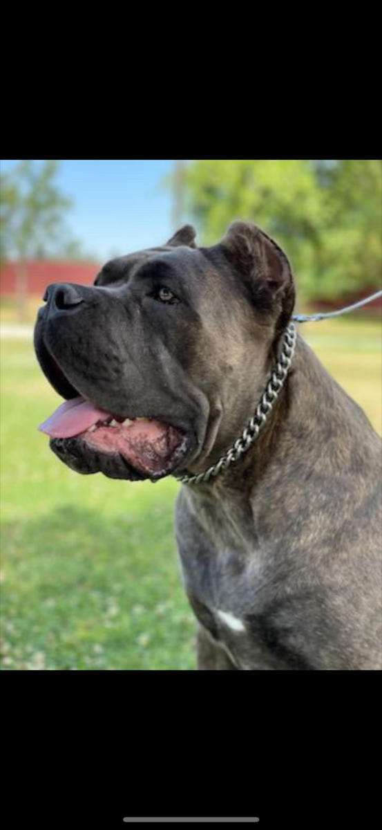 DK NJ — Cane Corso