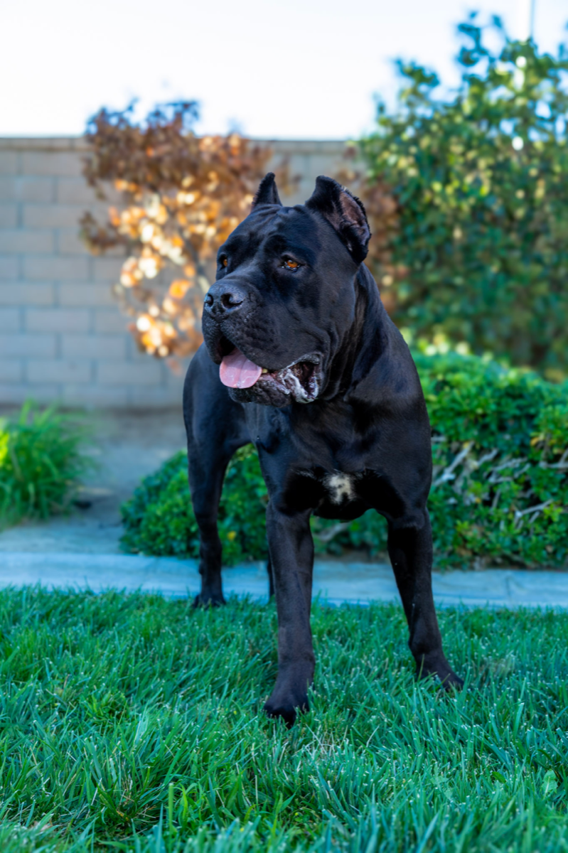 DK Rampage — Cane Corso