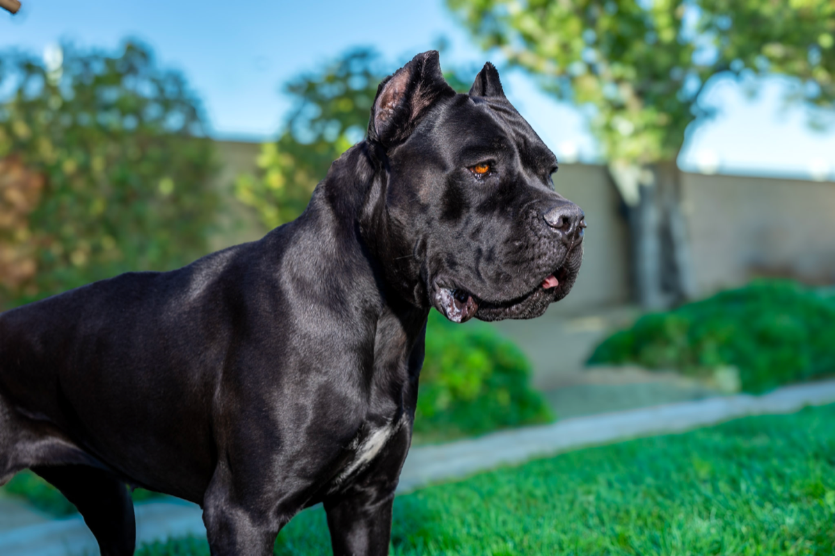 DK Star — Cane Corso