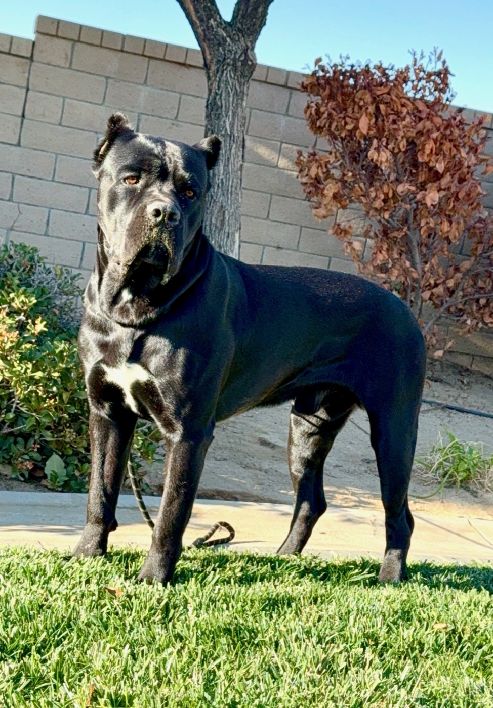 DK Summer — Cane Corso