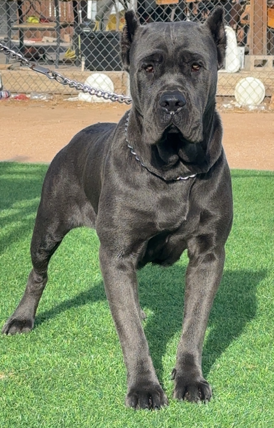 Athena — Cane Corso