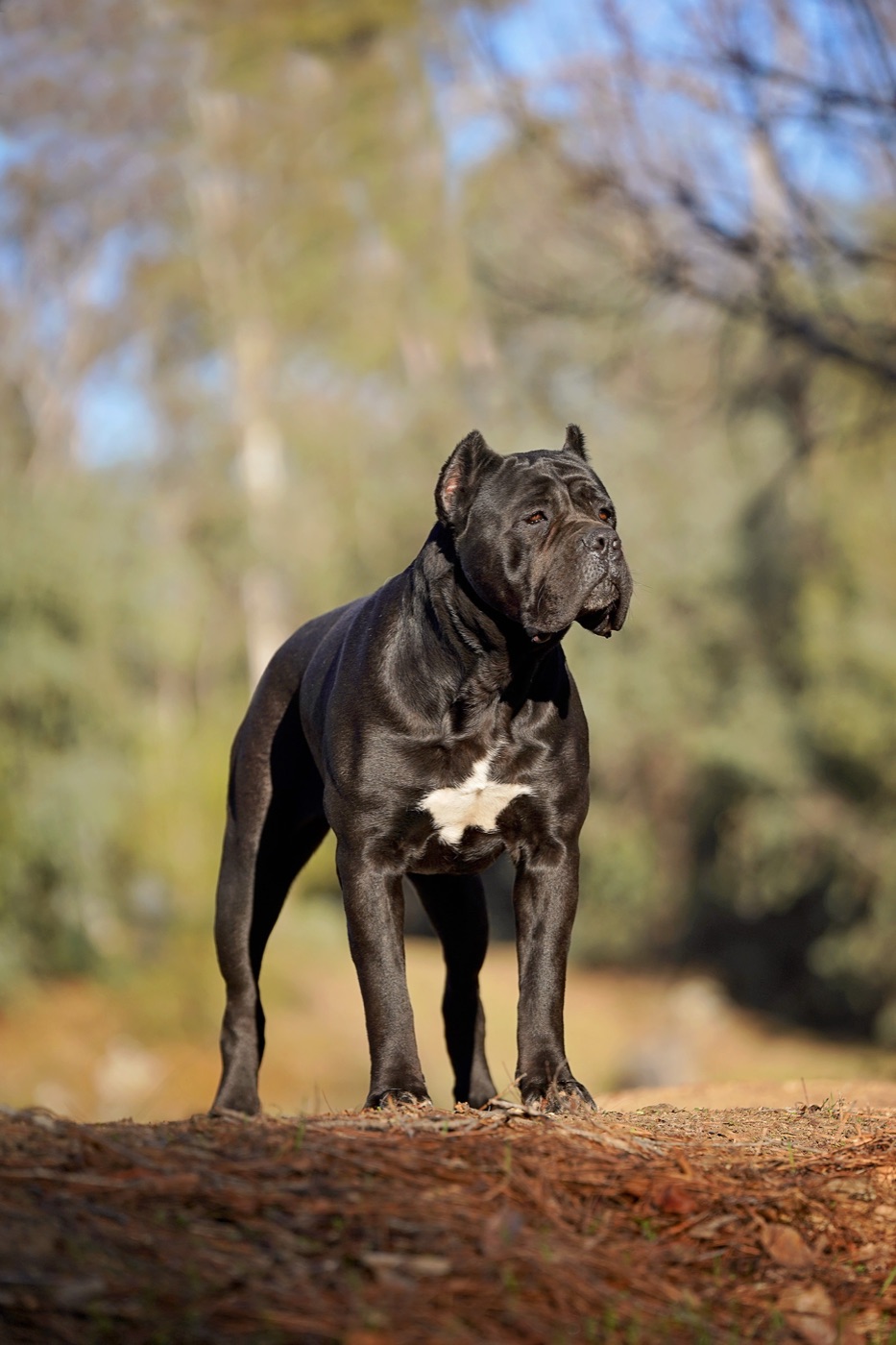 Clea — Cane Corso